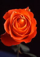 Red Rose